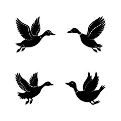 Fototapeta premium Set of Flying duck and Wild duck Flying silhouette, black and white silhouette, vector and&nbsp;illustration