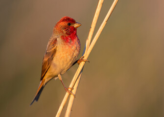 Common rosefinch ( carpodacus erythrinus ) male