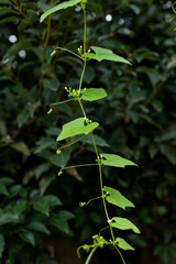A green Chinese herb called nuonzi melon vine