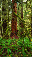 Obraz premium Mossy trees in the Hoh Rain Forest in the Olympic National Park, Washington, United States