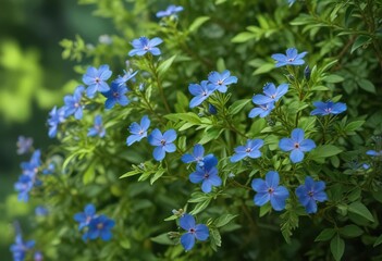 Small blue flowers on a shrub against a green background, flower against leaf, foliage