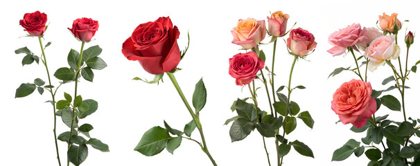 Set of red roses on a transparent background. Concept of beautiful and flowers. Rose Day