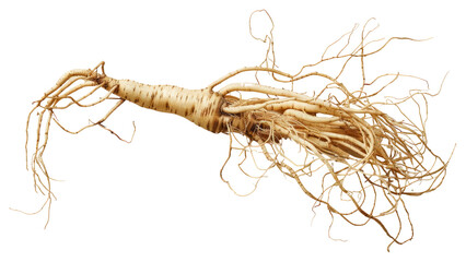PNG 100 year old korean ginseng vegetable produce parsnip.