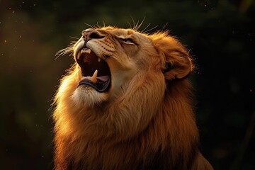 Majestic Lion Roaring At Golden Sunset Light