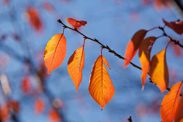 赤く色づいた桜の葉（紅葉）