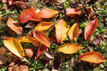 赤く色づいた桜の葉（紅葉）