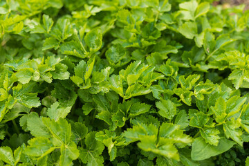 Green parsley celery plant