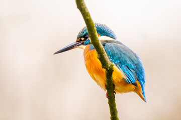 Eisvogel im Herbst auf einem Ast / Vogel / Kingfisher