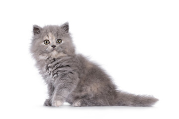 Adorable blue tortie British Longhair cat kitten, sitting up side ways. Looking curious towards camera. Isolated on a white background.
