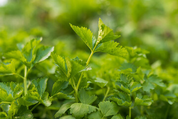 Green parsley celery plant