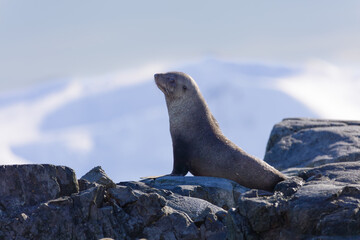 Shot at the Crossing the Circle Expedition with Quark Expeditions 25/2-10/3 2017.