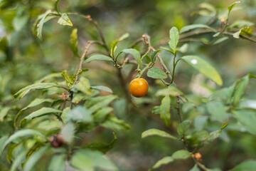 Chinese herb coral bean fruit