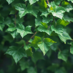Obraz premium ivy vine green leaves watercolor isolated on transparent background cutout