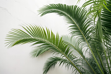 Obraz premium Palm fronds sway
