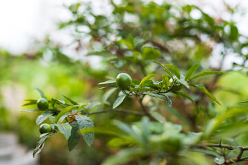 Chinese herb coral bean fruit