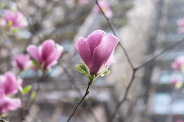 Spring purple magnolia flower plant