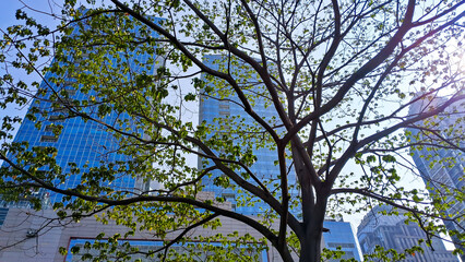 Green city with big tree and urban skyscrapers 