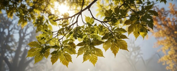 Dappled sunlight filters through the lacy leaves of a branch suspended in mid-air, peaceful, leaves, light