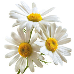 Photo three chamomile flowers