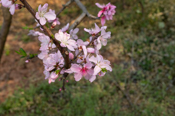 Pink peach blossoms blooming in the orchard