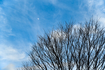 A tree with no leaves is in the middle of a blue sky