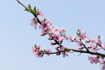 Pink peach blossoms blooming in the orchard