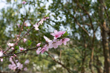 Pink peach blossoms blooming in the orchard