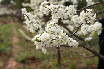 White plum tree flowers