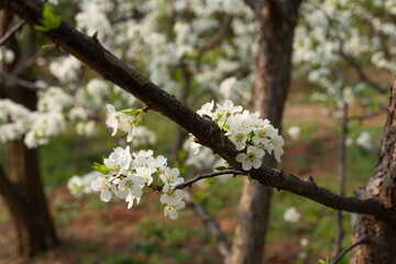 White plum tree flowers