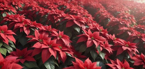 A field of poinsettia flowers swaying gently in the breeze on a sunny day, foliage, field, gardening