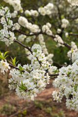 White plum tree flowers