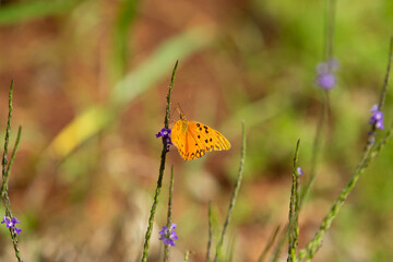 Uma borboleta de cor alaranjada vivo, no ramo de um capim no meio do mato. Com foco seletivo.