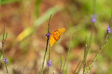 Uma borboleta de cor alaranjada vivo, no ramo de um capim no meio do mato. Com foco seletivo.