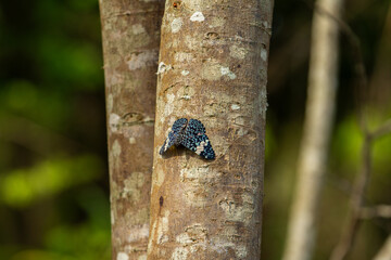 Uma borboleta descansando no tronco de uma árvore em um bosque.