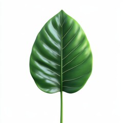 A vibrant, green leaf with prominent veins, showcasing a glossy texture and healthy appearance against a white background.