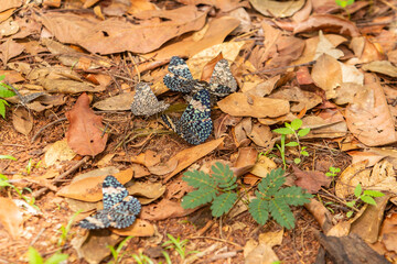 Algumas borboletas no chão cheio de folhas secas no meio de um bosque.