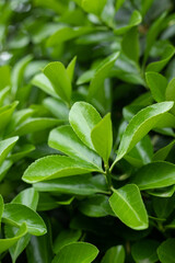 Green Holly young leaf plant