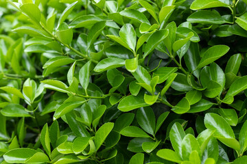 Green Holly young leaf plant