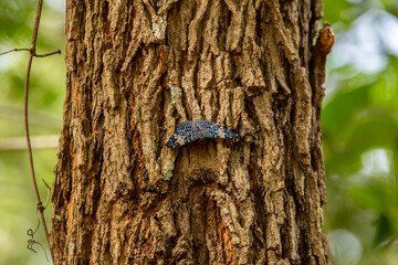 Uma borboleta descansando no tronco de uma árvore em um bosque.