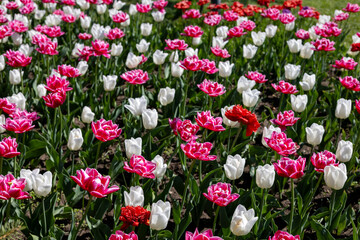 Fototapeta premium Colorful tulips in the spring garden