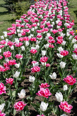 Colorful tulips in the spring garden