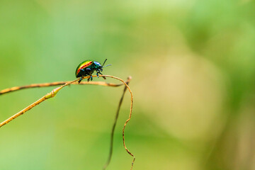 Um bonito besouro metálico em um graveto de um arbusto. Chrysochus auratus. Com fundo desfocado.
