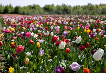 Colorful tulips in the spring garden