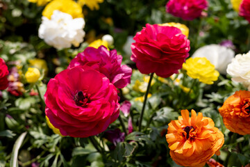 Bright flowers in the spring garden