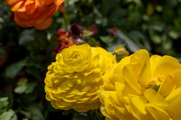 Bright flowers in the spring garden