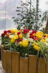 Colorful flowers in the spring garden