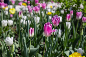 Obraz premium Colorful tulips in the spring garden