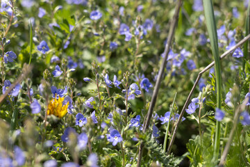 Colorful flowers in the spring garden