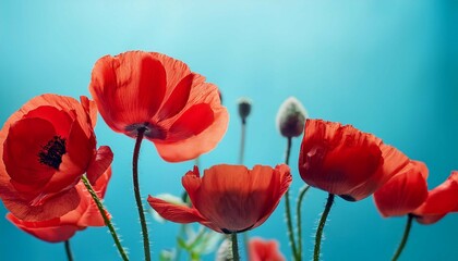 Obraz premium vibrant red poppy flowers on light blue background n captivating floral still life for food and nature photography lovers