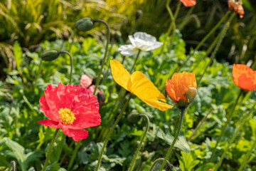 Wild poppy plants in full bloom